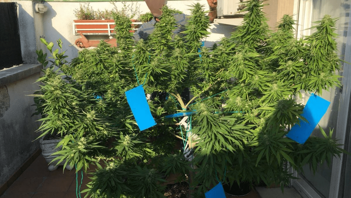 Top 5 der besten Outdoor-Autoflower-Sorten: Gorilla Glue Auto Top 5 der besten Outdoor-Autoflower-Sorten: Gorilla Glue Auto
