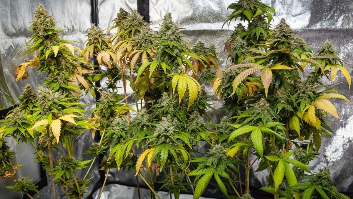 A comprehensive guide to cannabis plant nutrient deficiencies and solutions: The impact of nutrient deficiencies on cannabis yield and quality A comprehensive guide to cannabis plant nutrient deficiencies and solutions: The impact of nutrient deficiencies on cannabis yield and quality