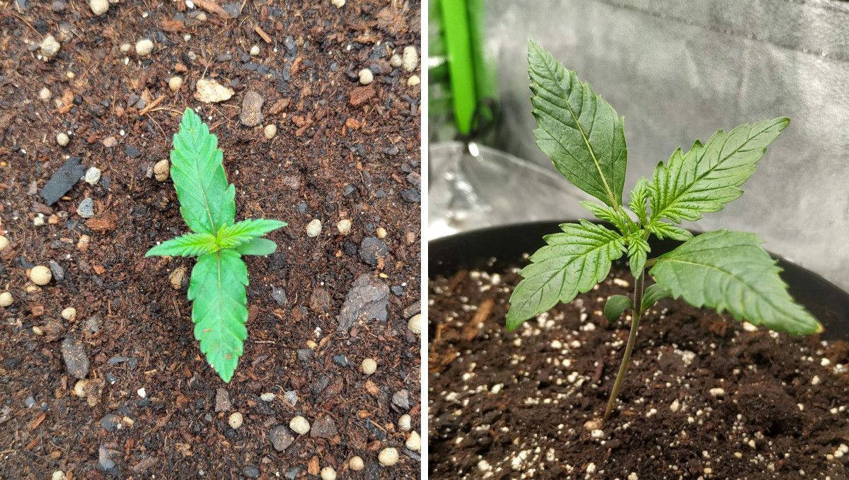 Gorilla Z Auto cannabis strain: germination and seedling stage | week 1 | two cannabis seedlings growing in pots indoors Gorilla Z Auto cannabis strain: germination and seedling stage | week 1 | two cannabis seedlings growing in pots indoors