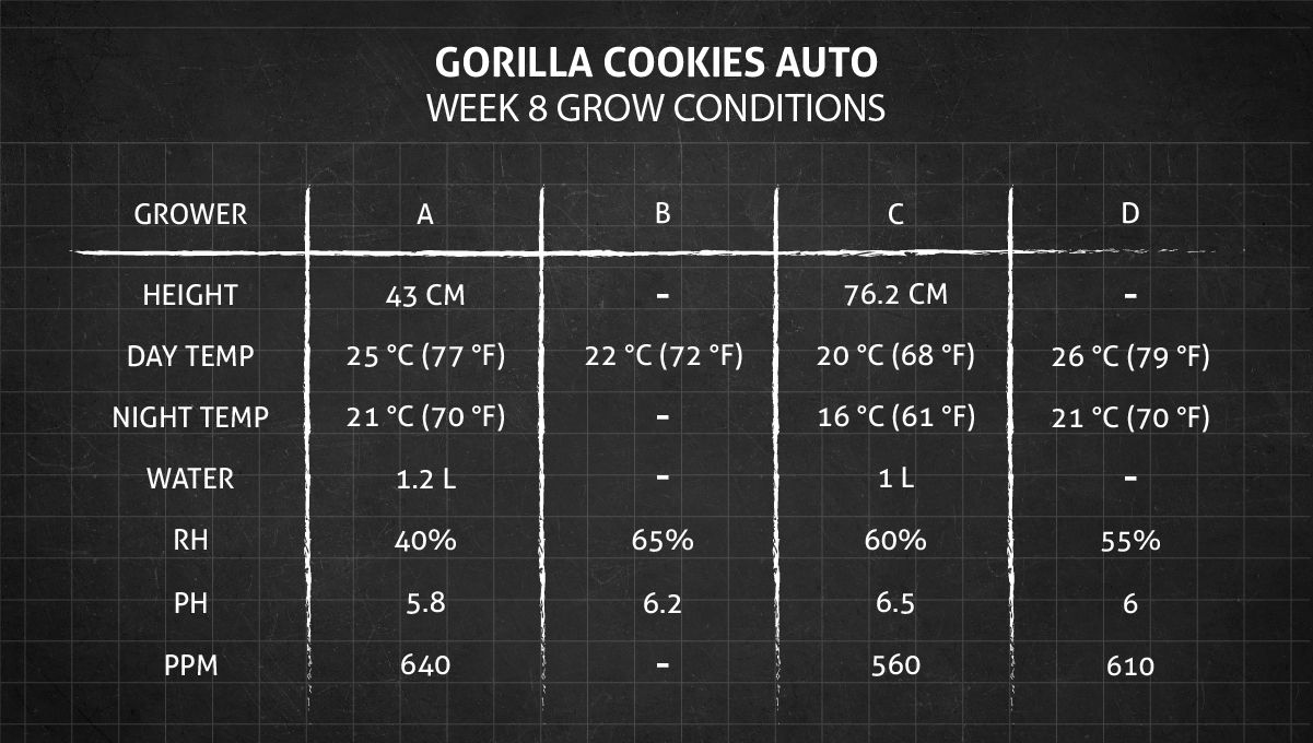 Gorilla Cookies Auto Cannabis Strain Week-by-Week Guide: Weeks 8-9 Grow Conditions