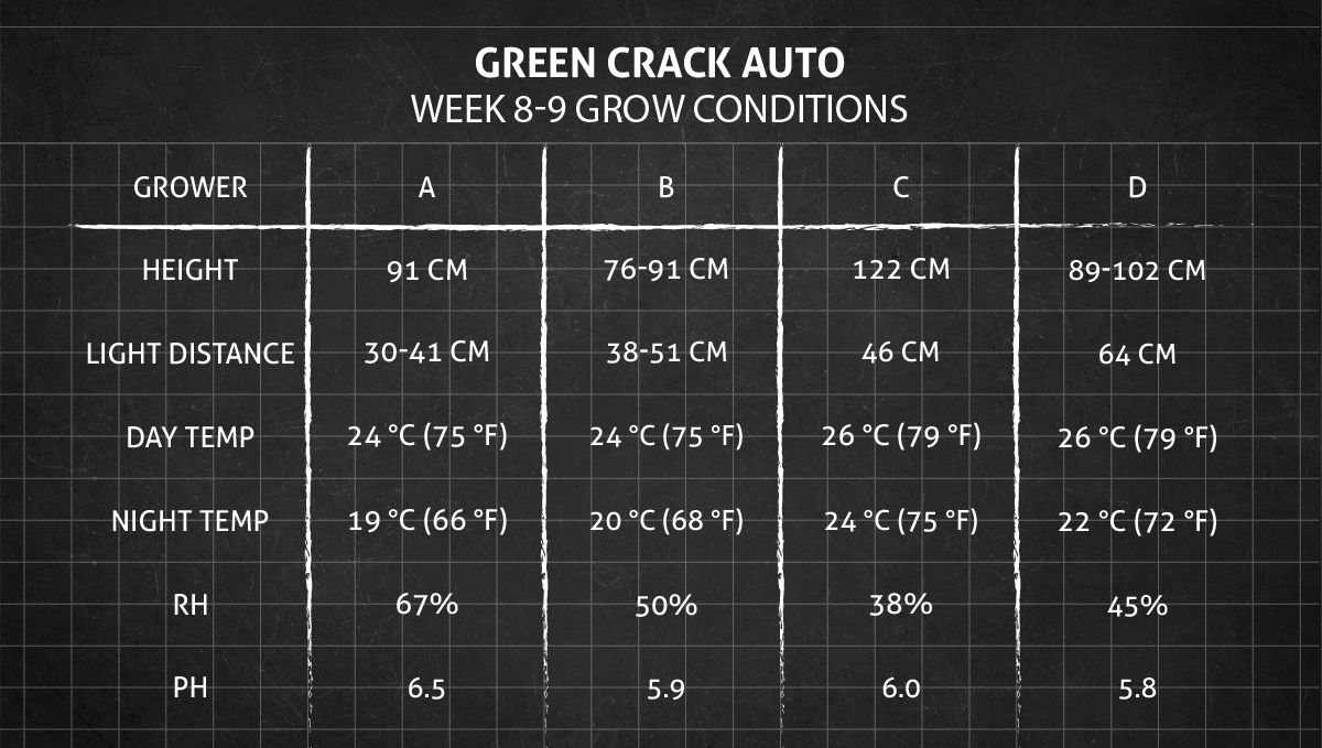Green Crack Auto cannabis: weeks 8-9 grow conditions