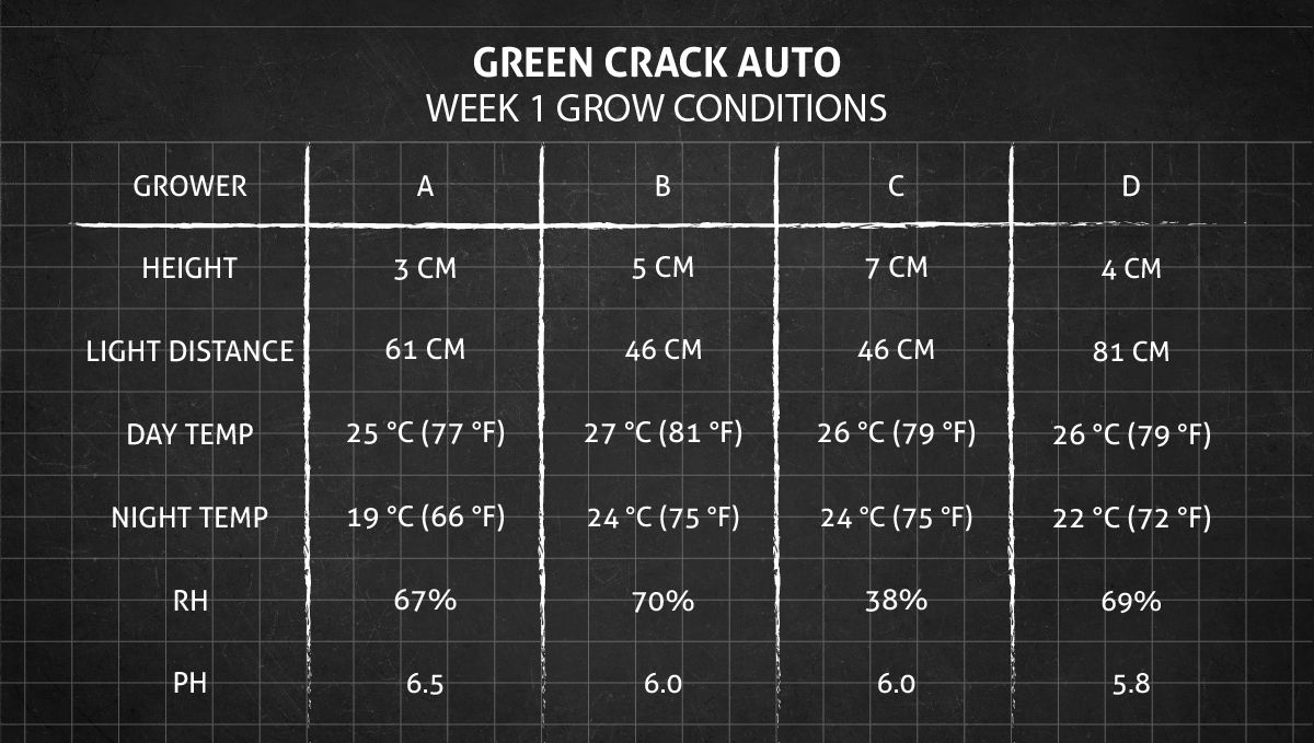 Green Crack Auto cannabis: week 1 grow conditions