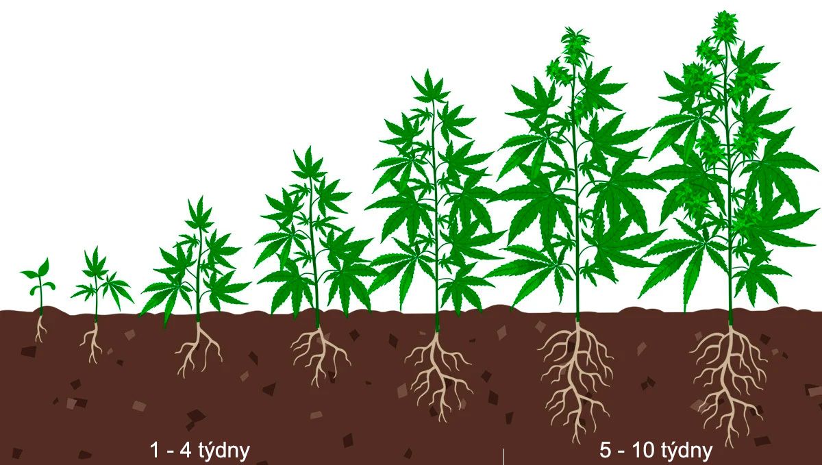 Nejlepší světelný plán pro kvetení: fáze růstu Nejlepší světelný plán pro kvetení: fáze růstu