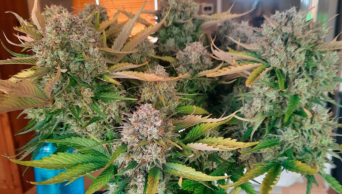 Cream cookies auto strain history: the history of cream cookies