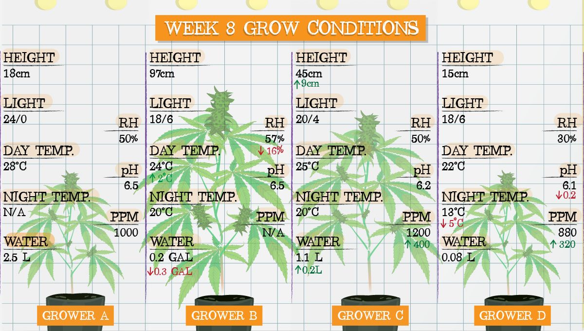 Forbidden Runtz Auto Cannabis Strain Week-by-Week Guide: Week 8 grow conditions Forbidden Runtz Auto Cannabis Strain Week-by-Week Guide: Week 8 grow conditions