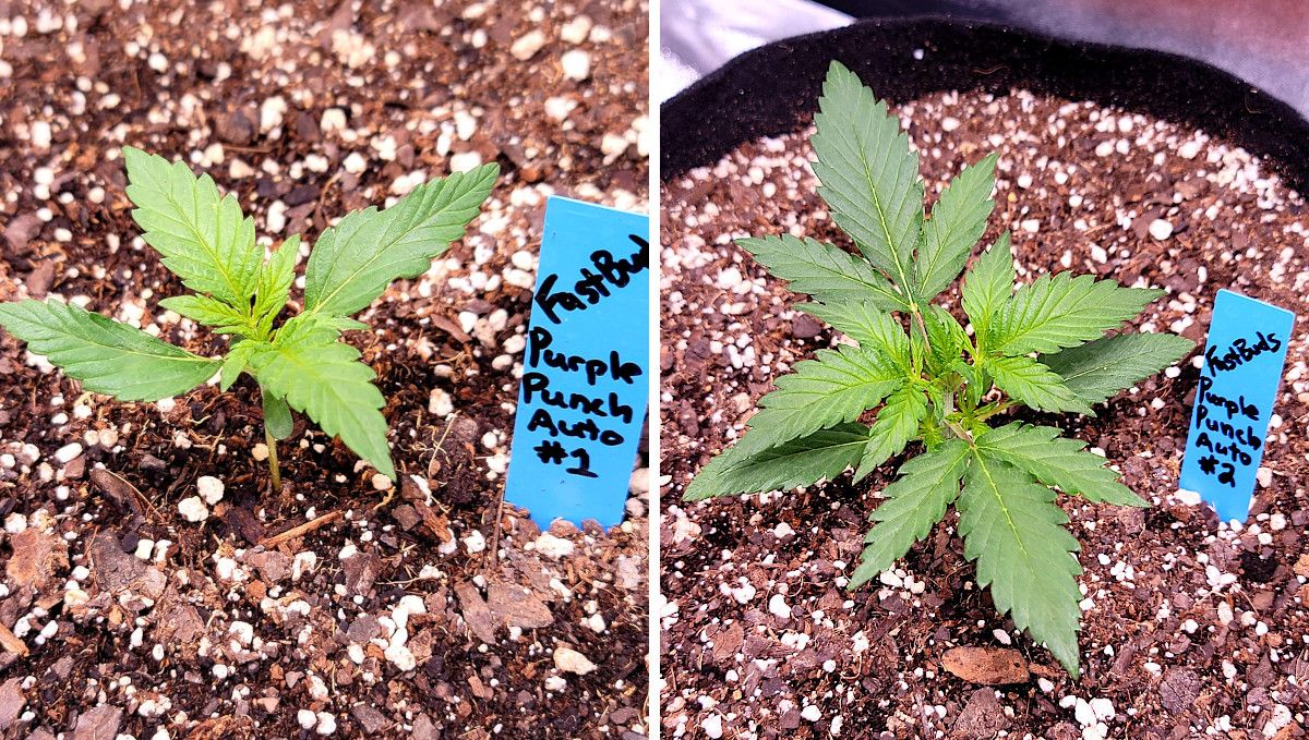Purple Punch Auto Cannabis Strain Week-by-Week Guide: Two autoflowers at the end of two weeks from seeds; one is smaller and has a mutant leaf