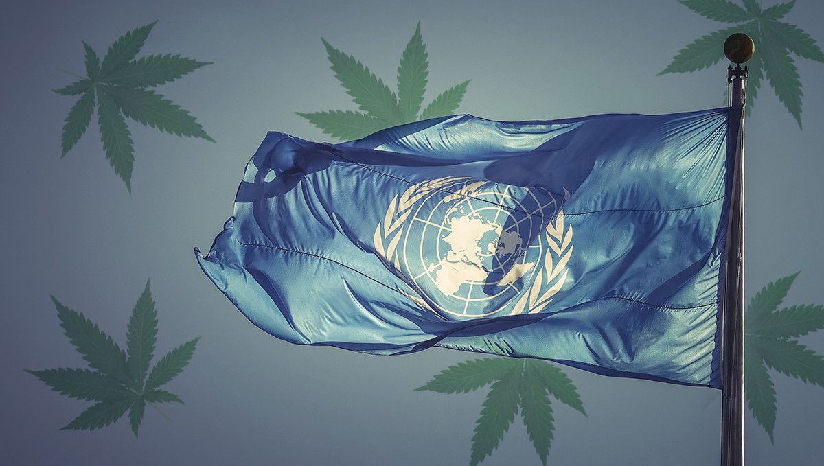 How Long Does a Weed High Last & What are the Effects of Cannabis: A UN flag on a background with cannabis leaves How Long Does a Weed High Last & What are the Effects of Cannabis: A UN flag on a background with cannabis leaves