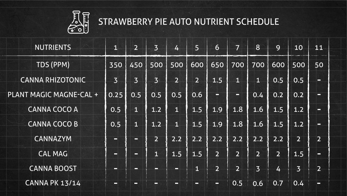 Strawberry Pie Auto Cannabis Strain Week-by-Week Guide: An autoflower feeding chart, weeks 1-11