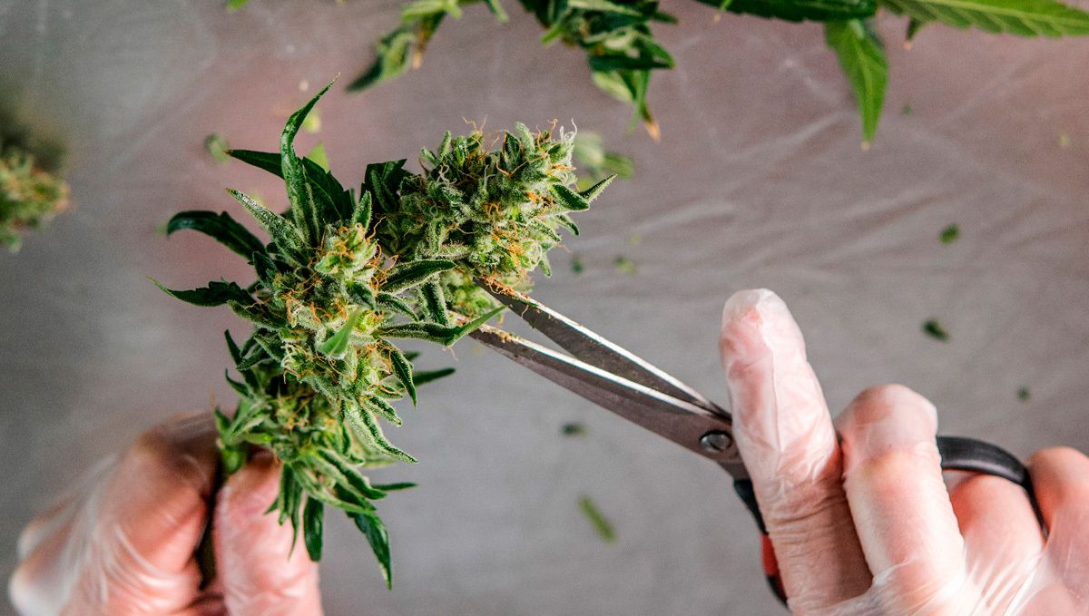 Nasses Beschneiden von Cannabisblüten.