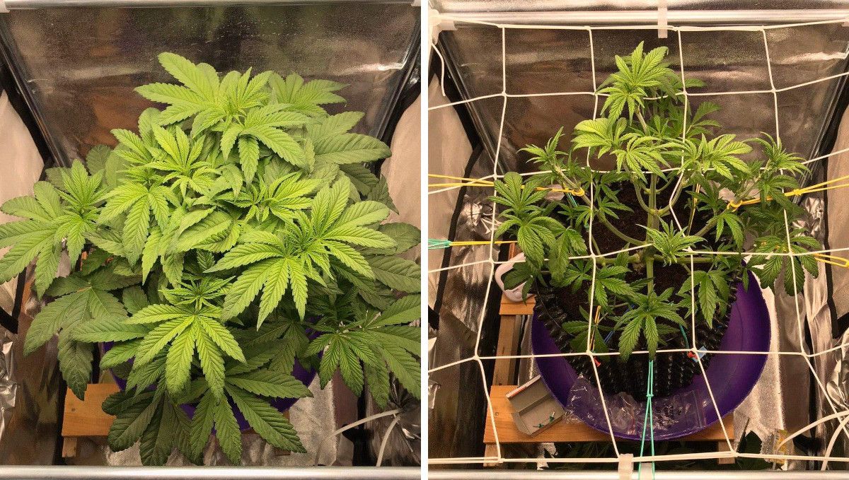 Vanilla Kush cannabis strain: transition (pre-flower) | week 5