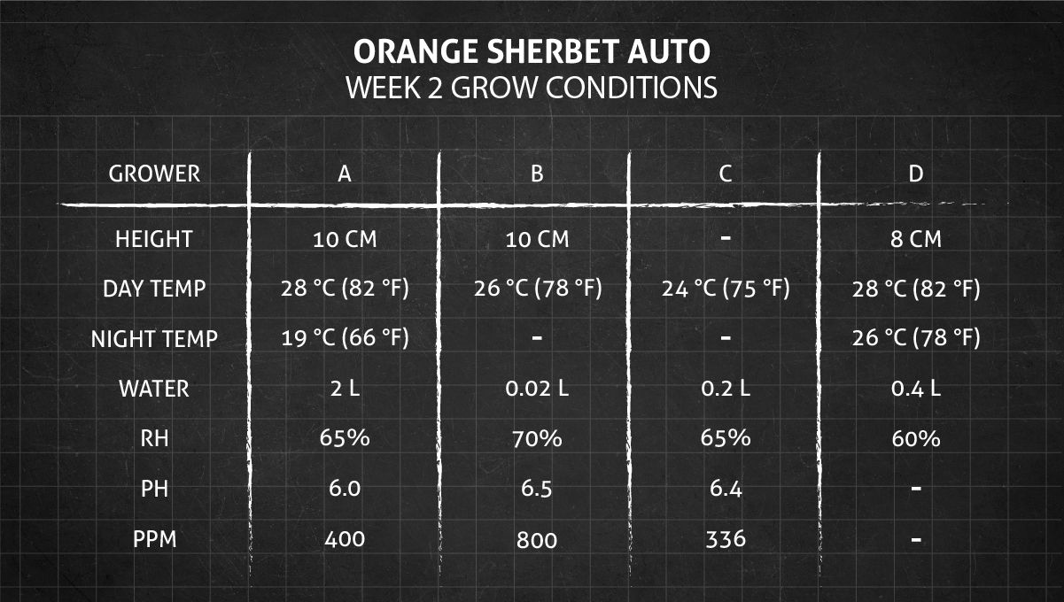 Orange Sherbet Auto Cannabis Strain Week-by-Week Guide: Week 2 grow conditions Orange Sherbet Auto Cannabis Strain Week-by-Week Guide: Week 2 grow conditions