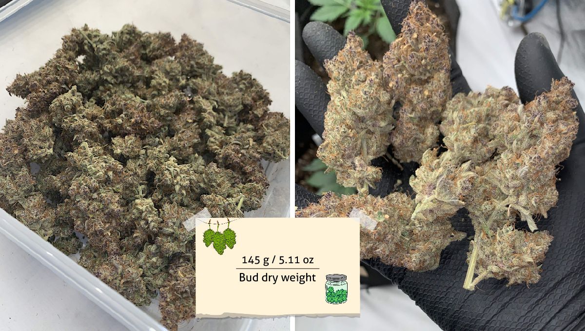 Banana Purple Punch Auto Cannabissorte: Ertrag | Eine Plastikwanne mit Marihuanaknospen und einige davon in der behandschuhten Hand eines Züchters