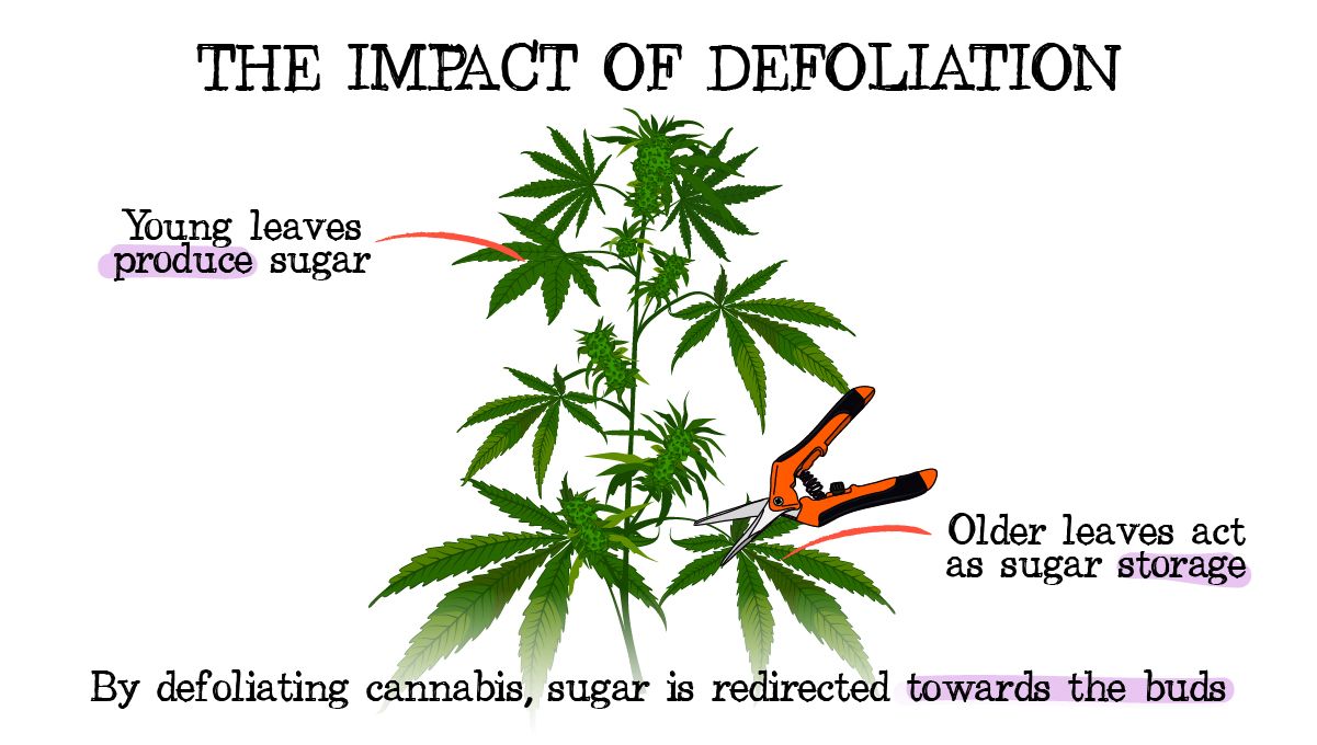 Can Sugar Improve Your Cannabis Plant Growth? - A drawing showing defoliation of a flowering cannabis plant