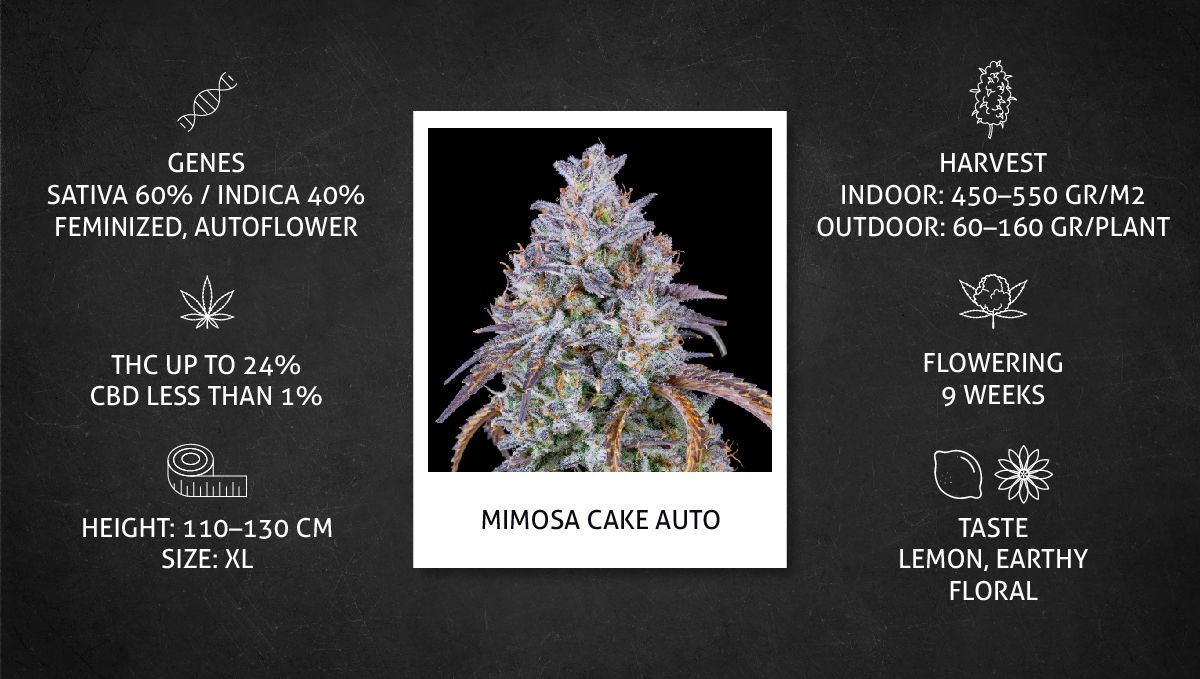 Mimosa Cake Auto cannabis strain: datasheet