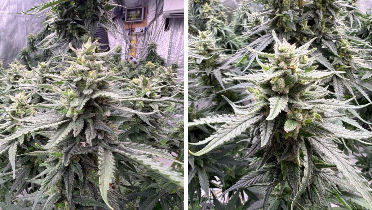 Amnesia Heze