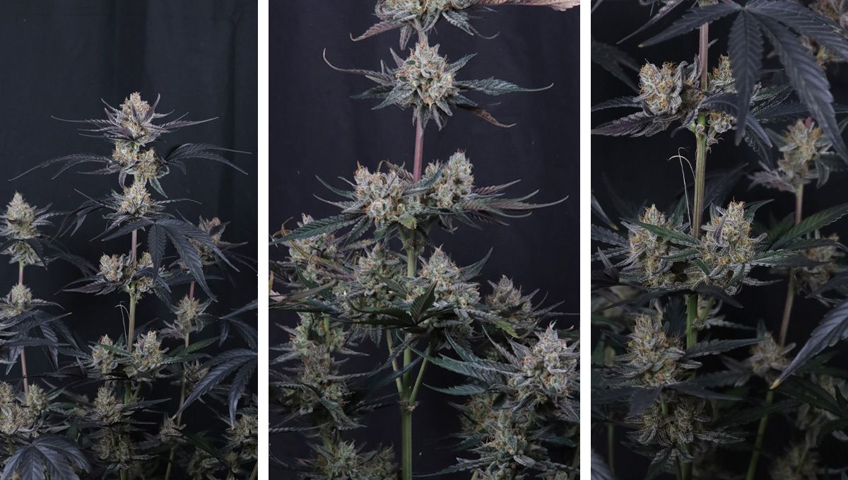 col160.jpg guava runtz