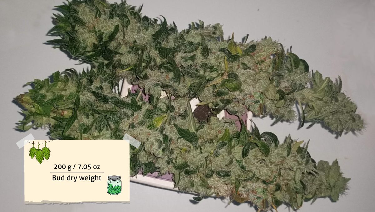 Gorilla Cookies FF cannabis strain: outcome | too big long roughly trimmed buds just cut from the plant