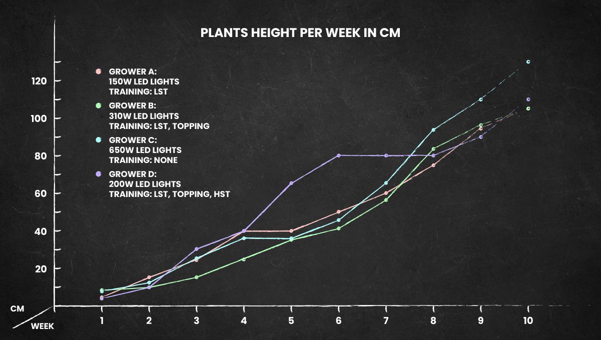 Orange Sherbet FF cannabis strain: height chart for the whole life cycle
