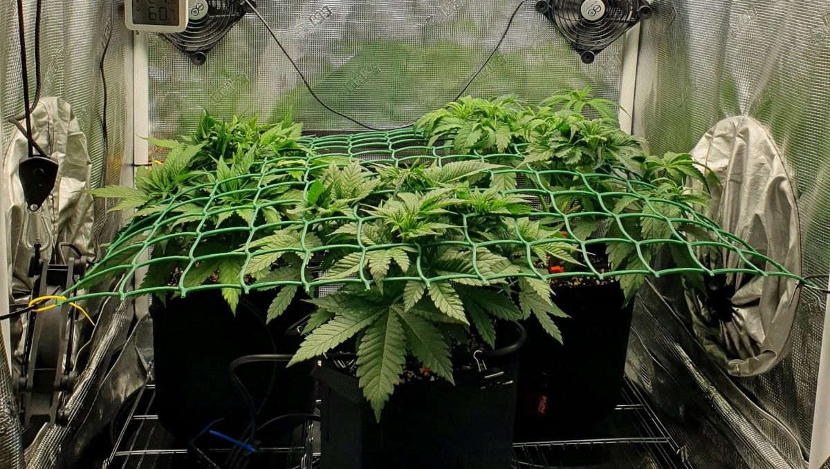 Gorilla Cookies FF cannabis strain: mid veg | 3 young plants bushing out and trained with a ScrOG net