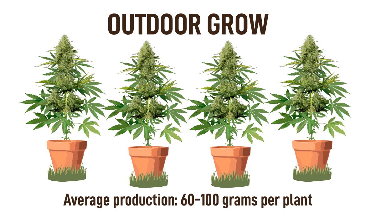 The Benefits of Growing Your Own Weed at Home: Outdoor grow
