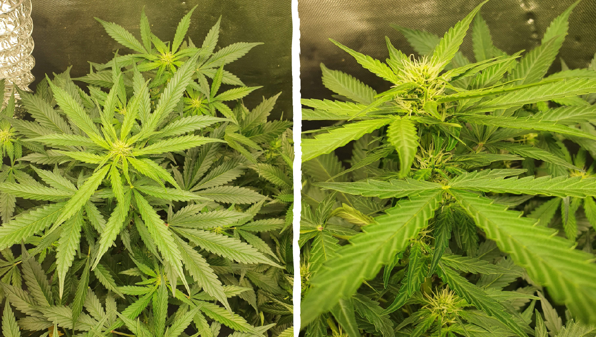 Cinderella auto week-by-week guide: pre-flowering stage Cinderella auto week-by-week guide: pre-flowering stage