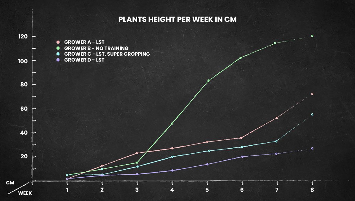 Californian Snow Auto cannabis strain: height chart for the whole life cycle