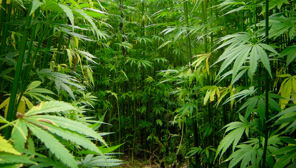 Weed in the uk: industrial hemp