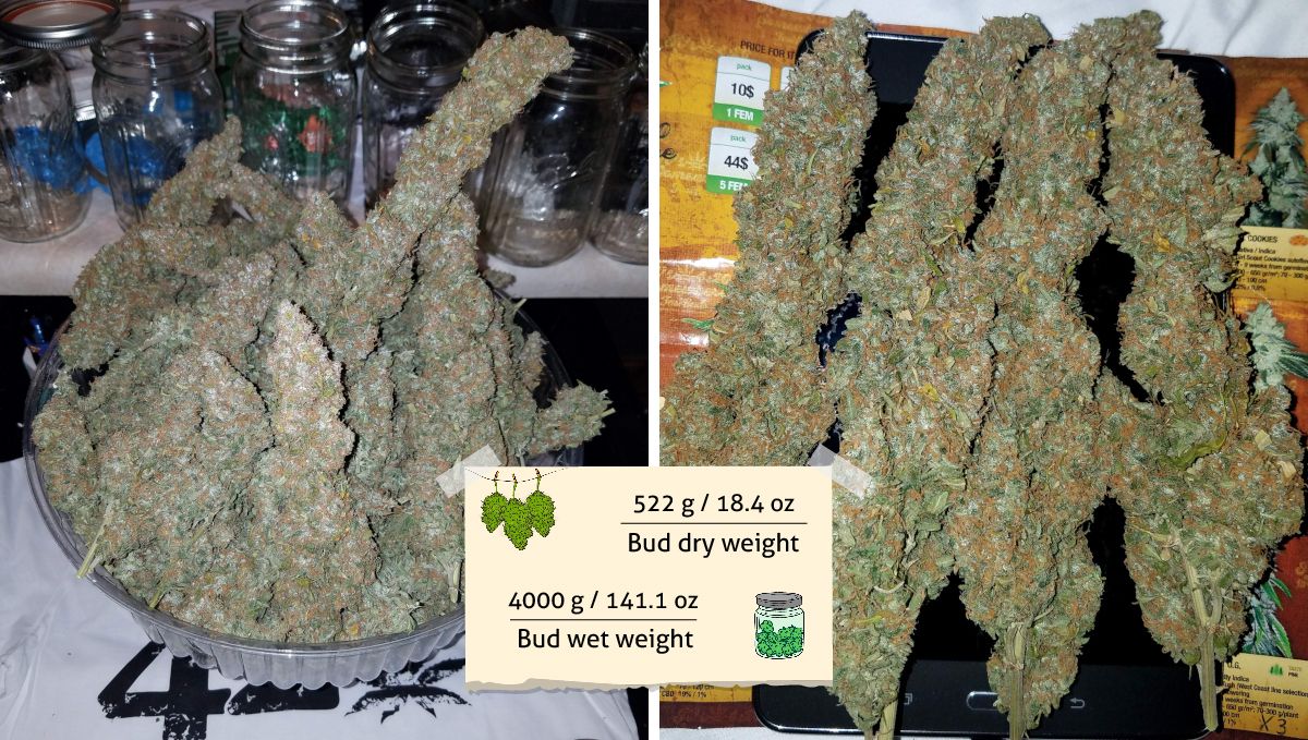 Six Shooter Auto cannabis strain: yield | super long, fat and dense marijuana buds trimmed and dried Six Shooter Auto cannabis strain: yield | super long, fat and dense marijuana buds trimmed and dried