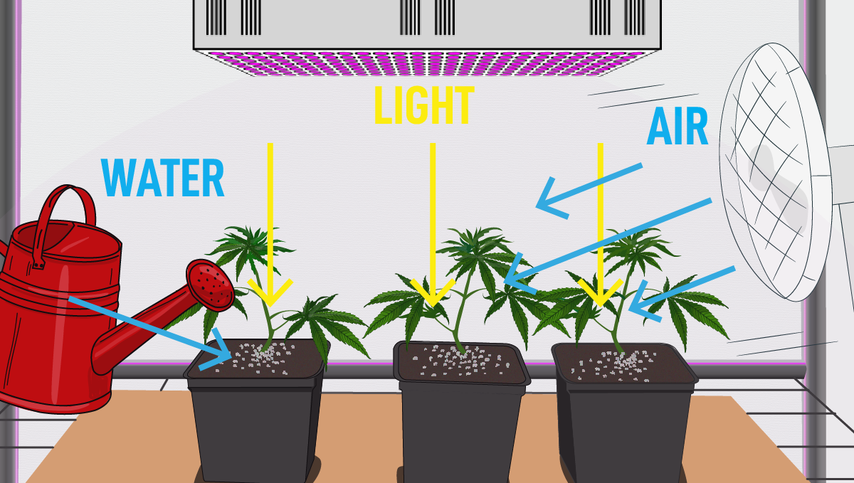 How to grow weed at home: growing indoors How to grow weed at home: growing indoors