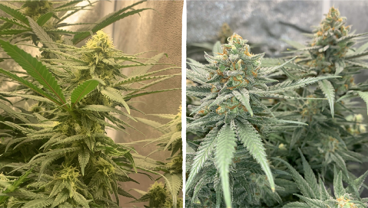 Acapulco gold cannabis strain week-by-week guide: ripening and harvest | weeks 11-12