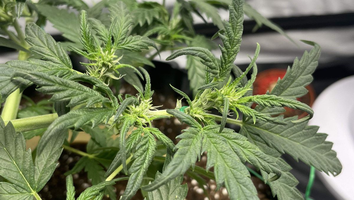 Mexican Airlines Auto cannabis strain: transition (pre-flower) | week 5 | a branch of a marijuana plant that has just started flowering