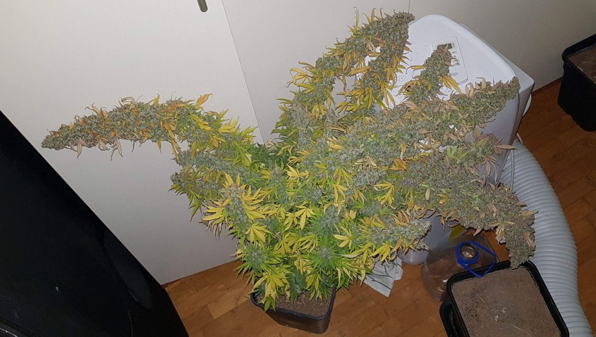 Green Crack Auto cannabis strain: mid flower (bulk phase) | weeks 8-9 | a huge autoflower at harvest with the branches bending under the weight of colas