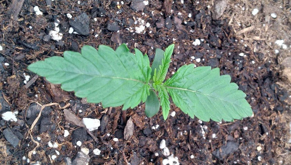 Gorilla Punch Auto cannabis strain: germination and seedling stage | week 1 | a seedling on day 7 Gorilla Punch Auto cannabis strain: germination and seedling stage | week 1 | a seedling on day 7