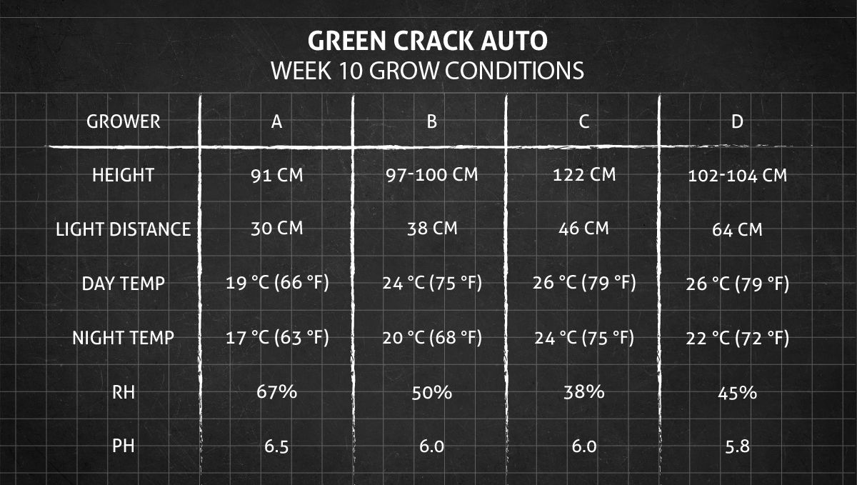 Green Crack Auto cannabis: week 10 grow conditions