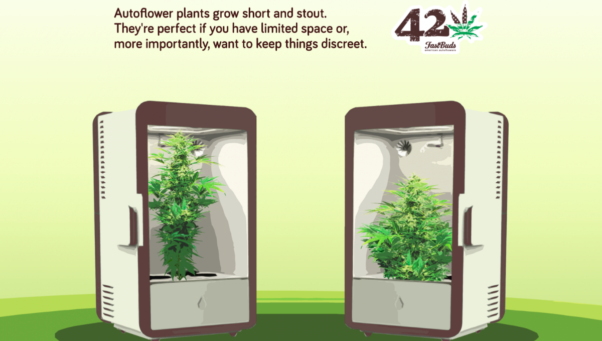 Autoflowering Cannabis is perfect for privately minded growers