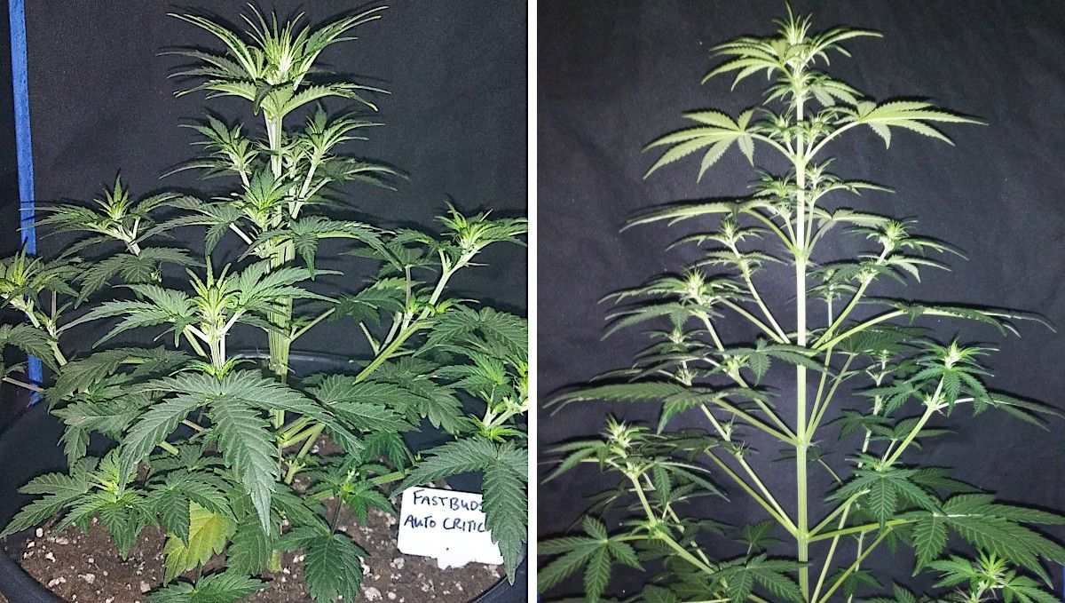 Critical Auto Cannabis Strain Week-by-Week Guide: Two weed plants, one stocky, the other tall, transitioning to flowering