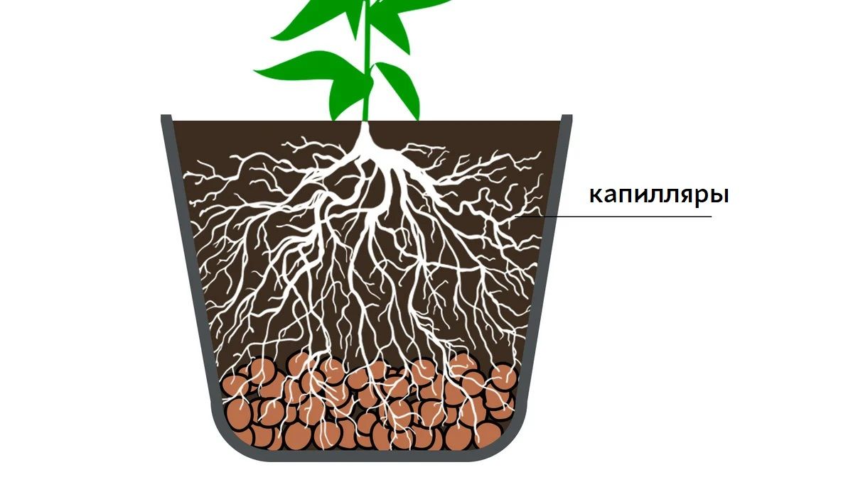 Cannabis Roots: capillaries