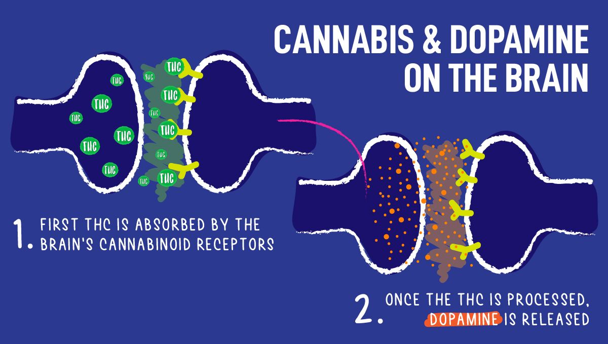 Top 5 der besten autoflowering Sorten für Konzentration: Kann Marihuana die Motivation steigern? Top 5 der besten autoflowering Sorten für Konzentration: Kann Marihuana die Motivation steigern?
