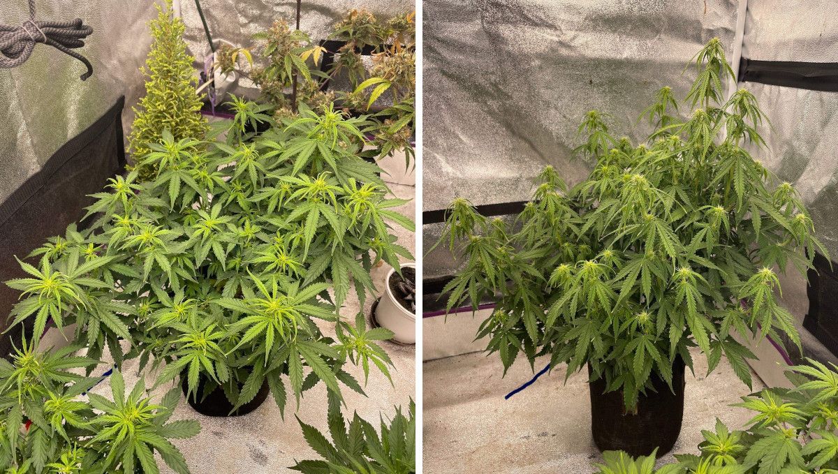 Californian Snow Auto cannabis strain: transition (pre-flower) | week 5 | an indoor weed plant beginning to stretch and form flowers