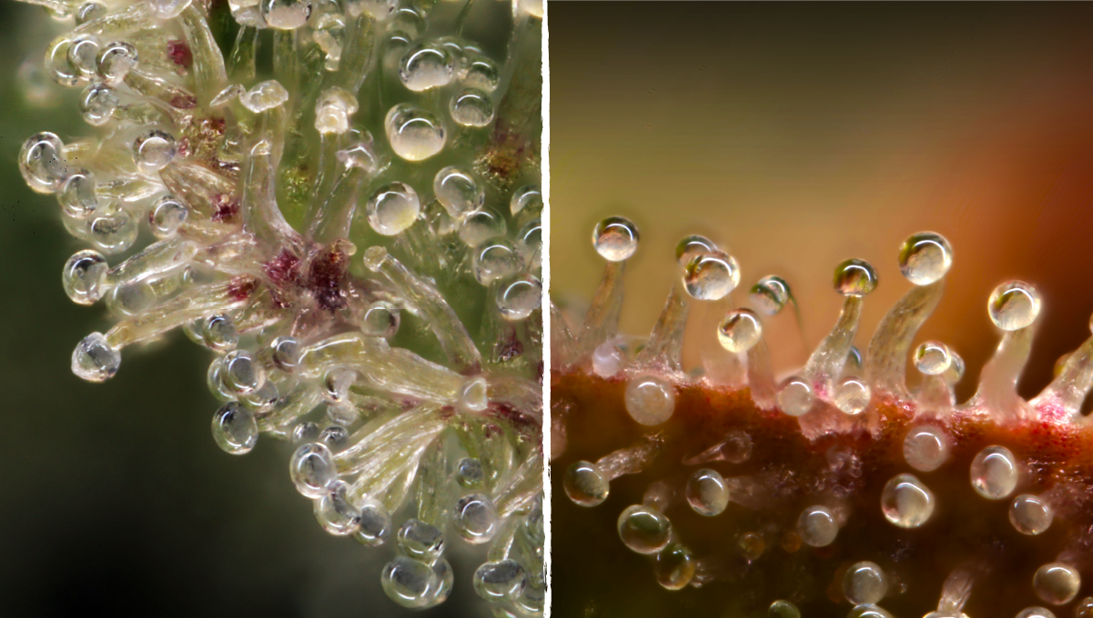 How to grow weed at home: state of the trichomes How to grow weed at home: state of the trichomes