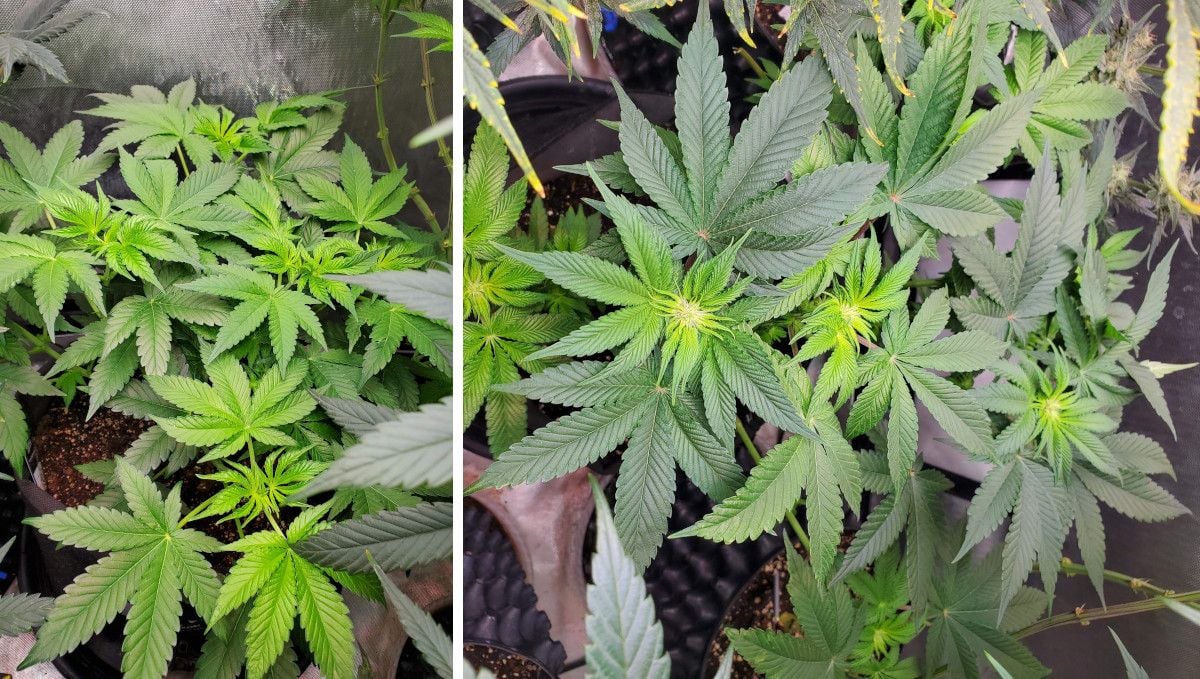 GG4 Sherbet FF cannabis strain: transition (pre-flower) | week 7 | the tops get light-green and then form the first flowers GG4 Sherbet FF cannabis strain: transition (pre-flower) | week 7 | the tops get light-green and then form the first flowers