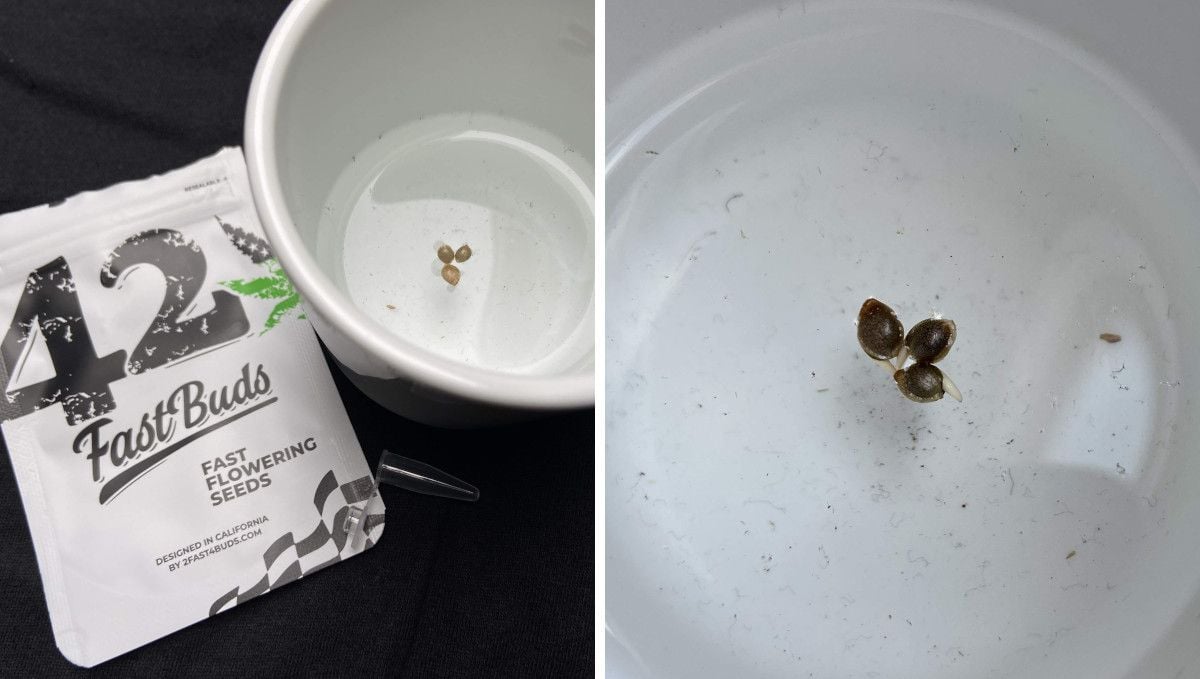GG4 Sherbet FF cannabis strain: germination and seedling stage | week 1 | 3 beans floating and sprouting on the surface of water GG4 Sherbet FF cannabis strain: germination and seedling stage | week 1 | 3 beans floating and sprouting on the surface of water