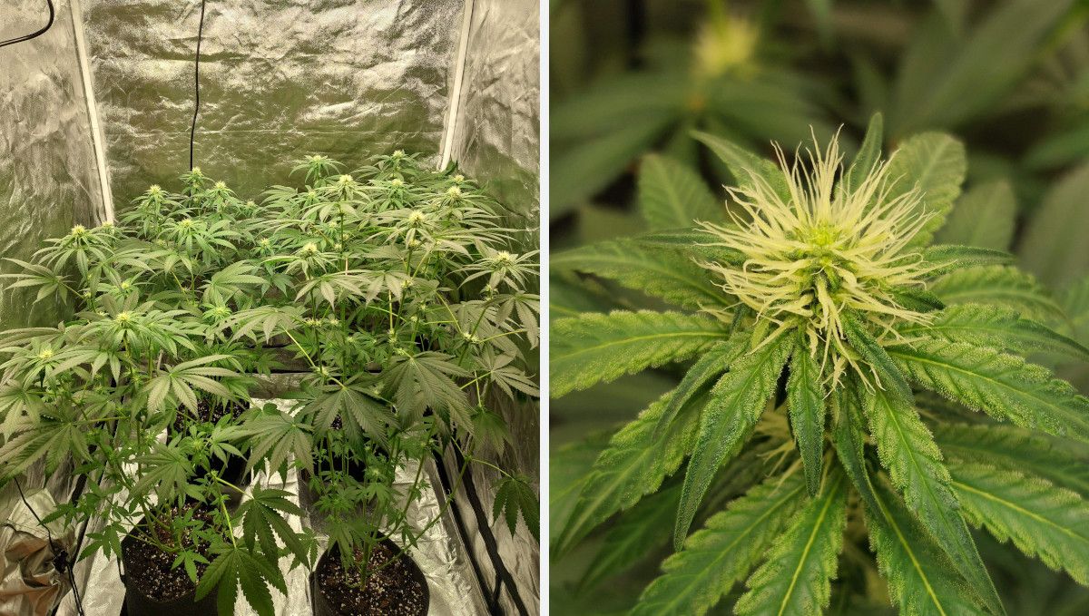 Orange Sherbet FF cannabis strain: early flower | weeks 8-9 | four plants stretching their branches in a grow tent and a closeup of a fluffy top