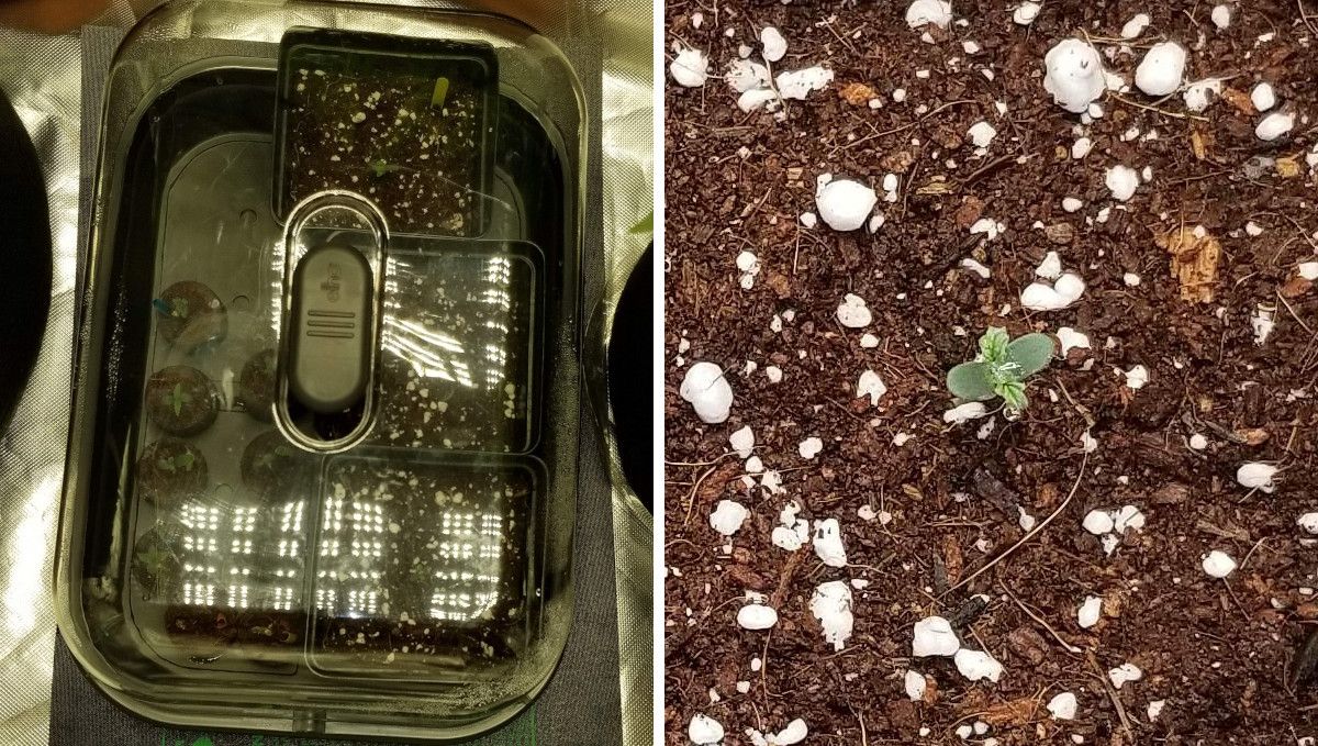 Grapefruit Auto cannabis strain: germination and seedling stage | week 1