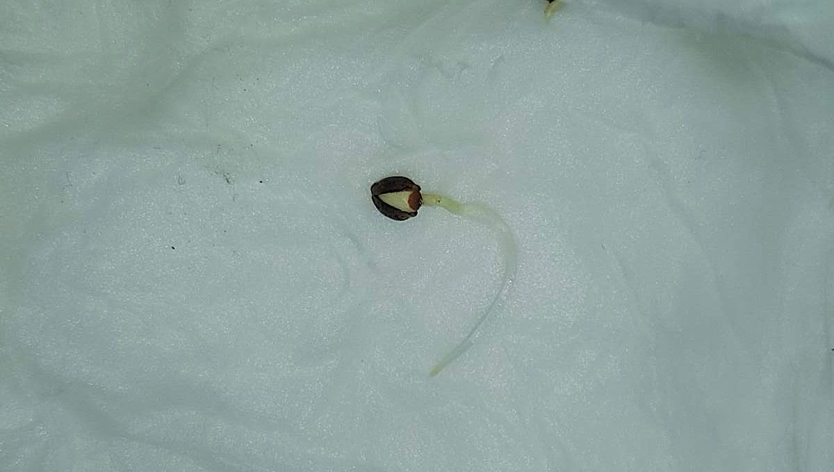 Orange Sherbet FF cannabis strain: germination and seedling stage | week 1 | sprouted in paper towels