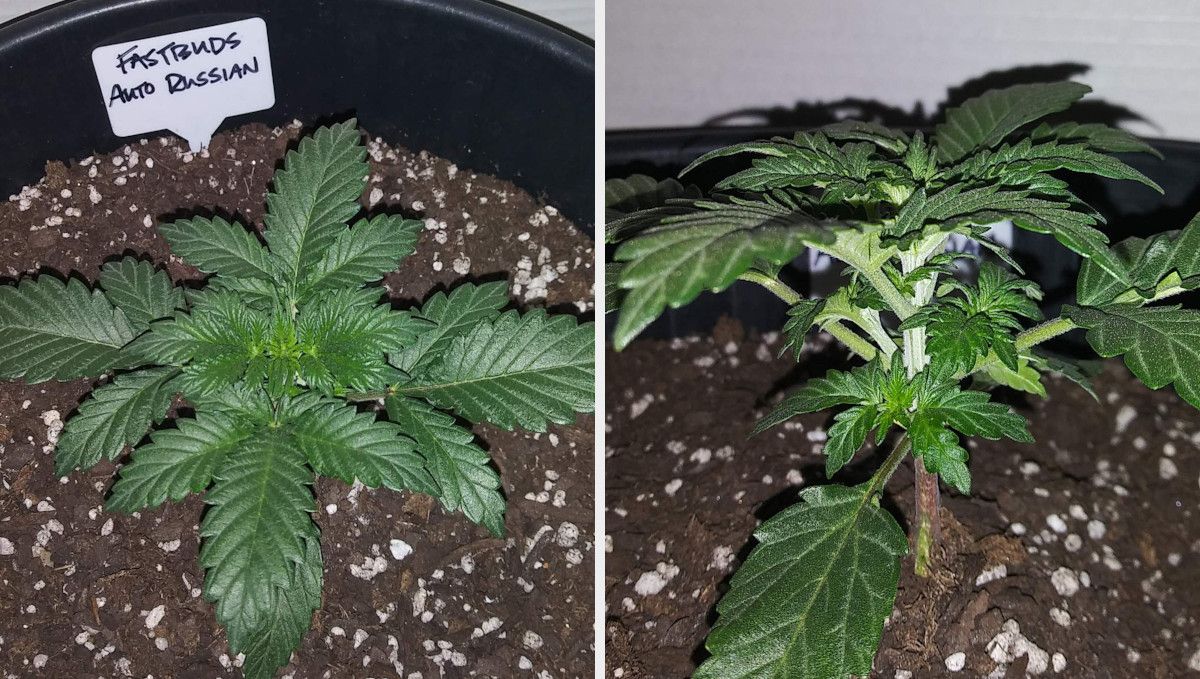 Russian Auto Cannabis Strain Week-by-Week Guide: A top view and side view of a 2-week-old ganja plant with dark green leaves and ample side growth Russian Auto Cannabis Strain Week-by-Week Guide: A top view and side view of a 2-week-old ganja plant with dark green leaves and ample side growth