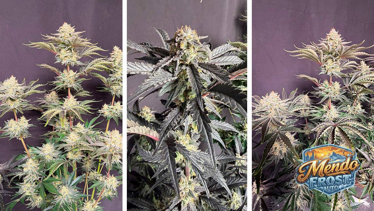 Mendo Frost Harvest Day