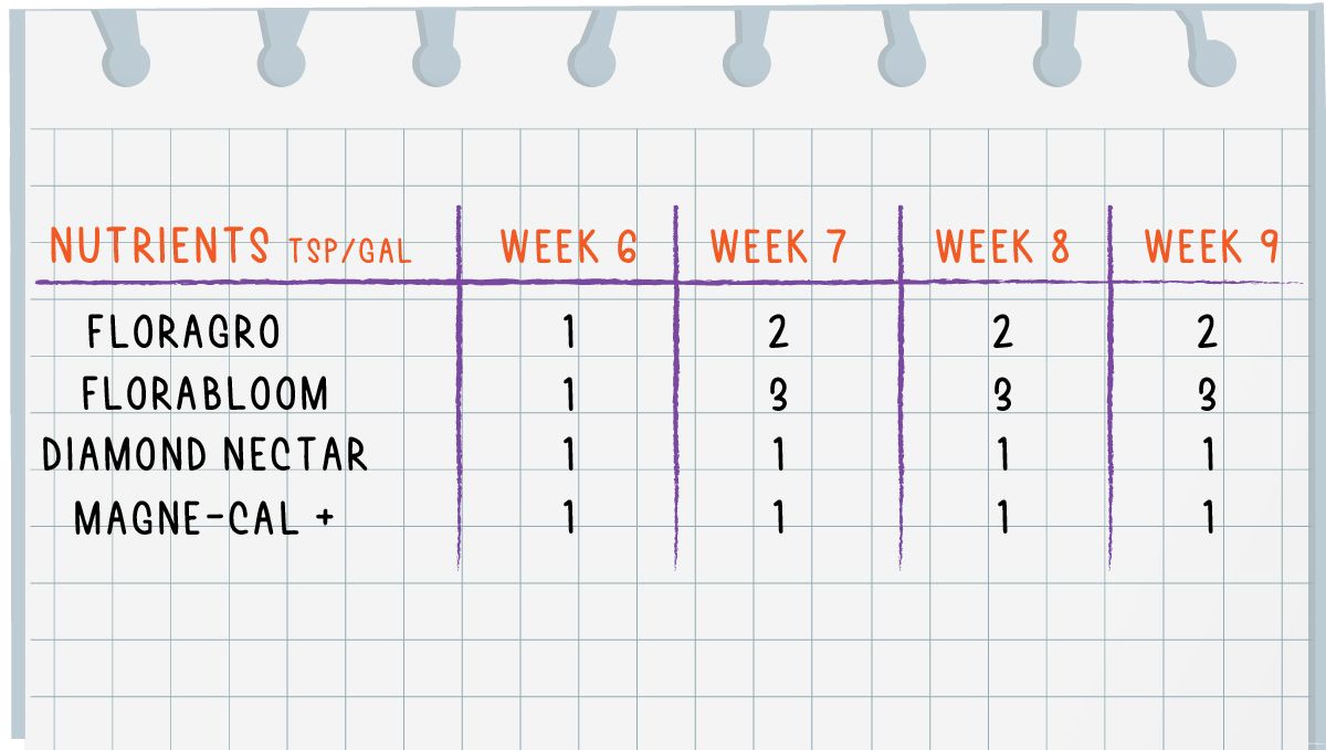 Forbidden Runtz Auto Cannabis Strain Week-by-Week Guide: A very simple GHE feeding schedule for cannabis flowering stages Forbidden Runtz Auto Cannabis Strain Week-by-Week Guide: A very simple GHE feeding schedule for cannabis flowering stages