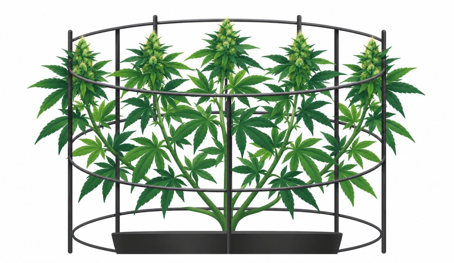 Support cannabis plants outdoors: tomato cage