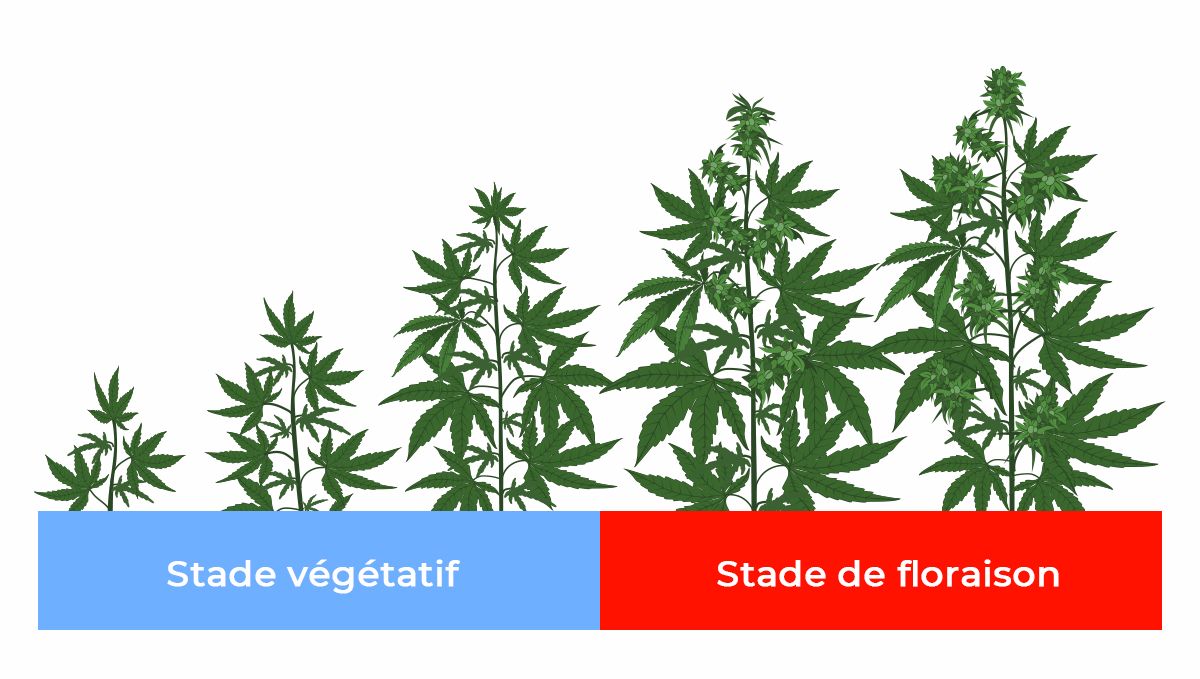 stage_light_fr.jpg Meilleur spectre lumineux pour les autofloraisons: spectre lumineux pour chaque étape